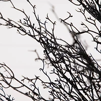 4ft. Pre-Lit LED Halloween Black Twig Artificial Fall Tree in Burlap Planter