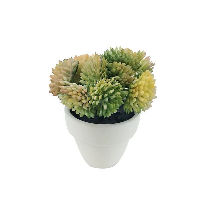 Assorted Micro Premade Succulent, 1pc. by Ashland®