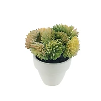 Assorted Micro Premade Succulent, 1pc. by Ashland®