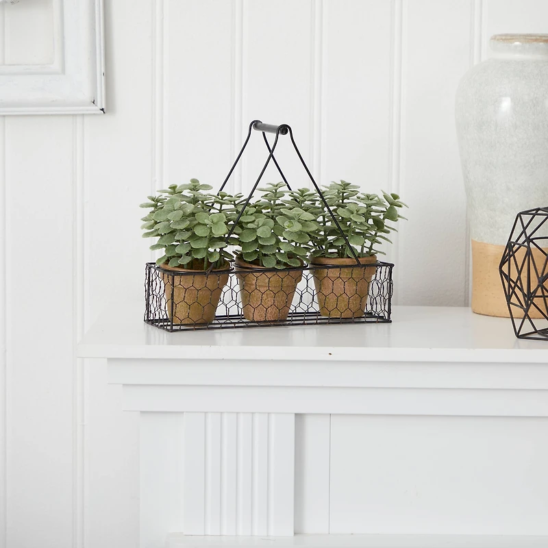 7" Potted Jade Garden Plants in Hanging Wire Planter