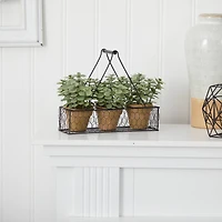 7" Potted Jade Garden Plants in Hanging Wire Planter