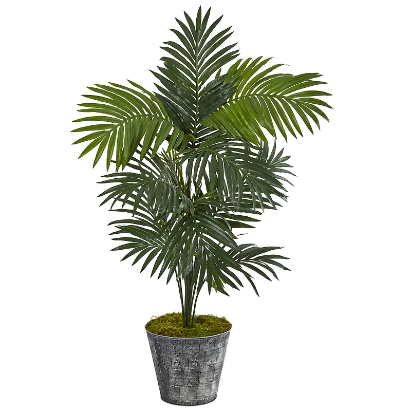 5ft. Kentia Palm Tree in Decorative Tin Bucket