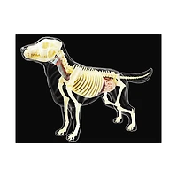 4D Vision™ Dog Full Skeleton Model