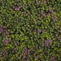 Purple & Green Clover Mat, 12ct.