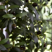 6ft. Artificial Olive Tree with White Decorative Planter