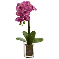 24" Pink Moth Orchid Arrangement in Vase