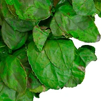 20" Lush Green Preserved Leaf Spring Garden Wreath