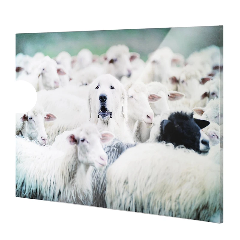 Good Shepherd Dog with Sheep Glossy Wall Art