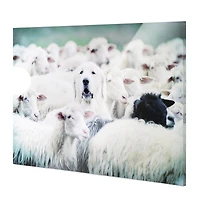 Good Shepherd Dog with Sheep Glossy Wall Art
