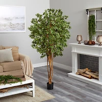 6ft. Potted Japanese Maple Silk Tree