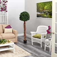 5.5ft. Potted English Ivy Ball Topiary Tree