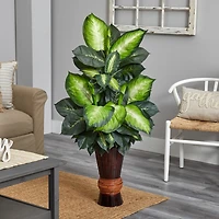 4ft. Golden Dumb Cane in Bamboo Planter