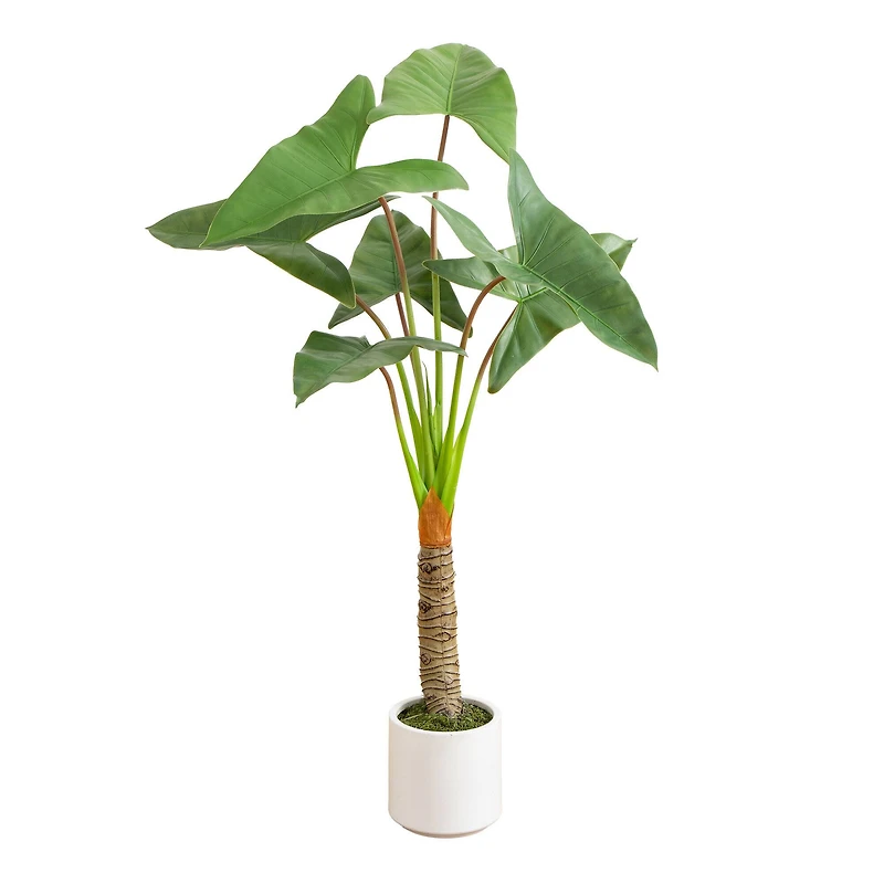 4.5ft. Arrowhead Philodendron in White Decorative Planter