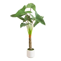 4.5ft. Arrowhead Philodendron in White Decorative Planter