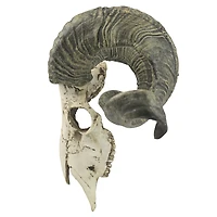 Design Toscano 11.5" Faux Corsican Ram Skull Wall Sculpture 