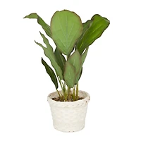 2ft. Coastal Style Artificial Foliage in White Bamboo Pot