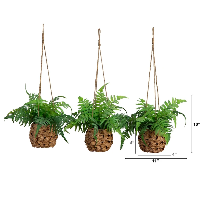 10" UV-Resistant Boston Ferns in Hanging Wicker Baskets, 3ct.