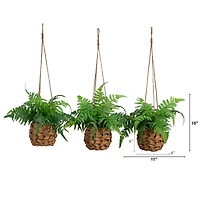 10" UV-Resistant Boston Ferns in Hanging Wicker Baskets, 3ct.