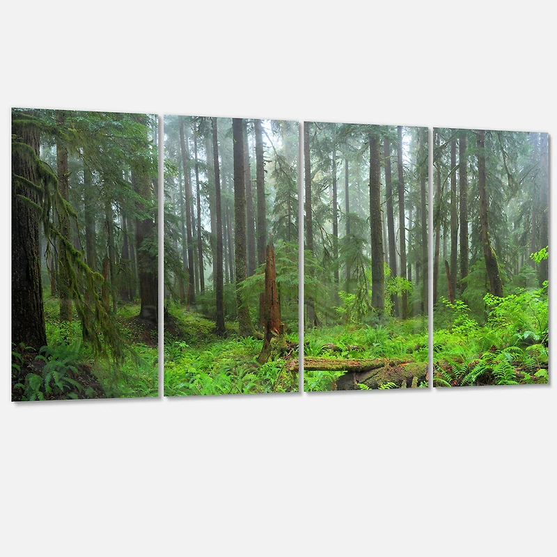 Designart - Hoh Rain Forest