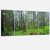 Designart - Hoh Rain Forest