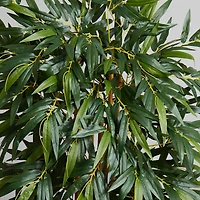 5.5ft. Bamboo Tree with Brown Planter
