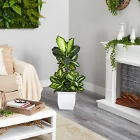 4ft. Golden Dumb Cane Plant in White Metal Planter