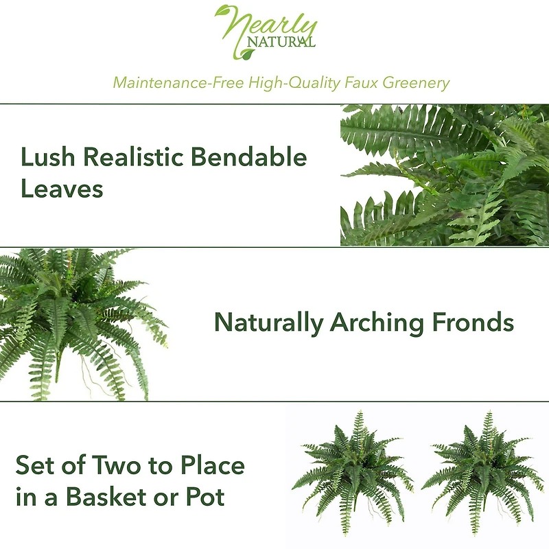 15" Boston Fern, 2ct.