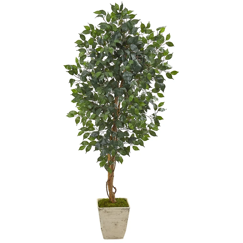 5.4ft. Ficus Tree in Country White Planter