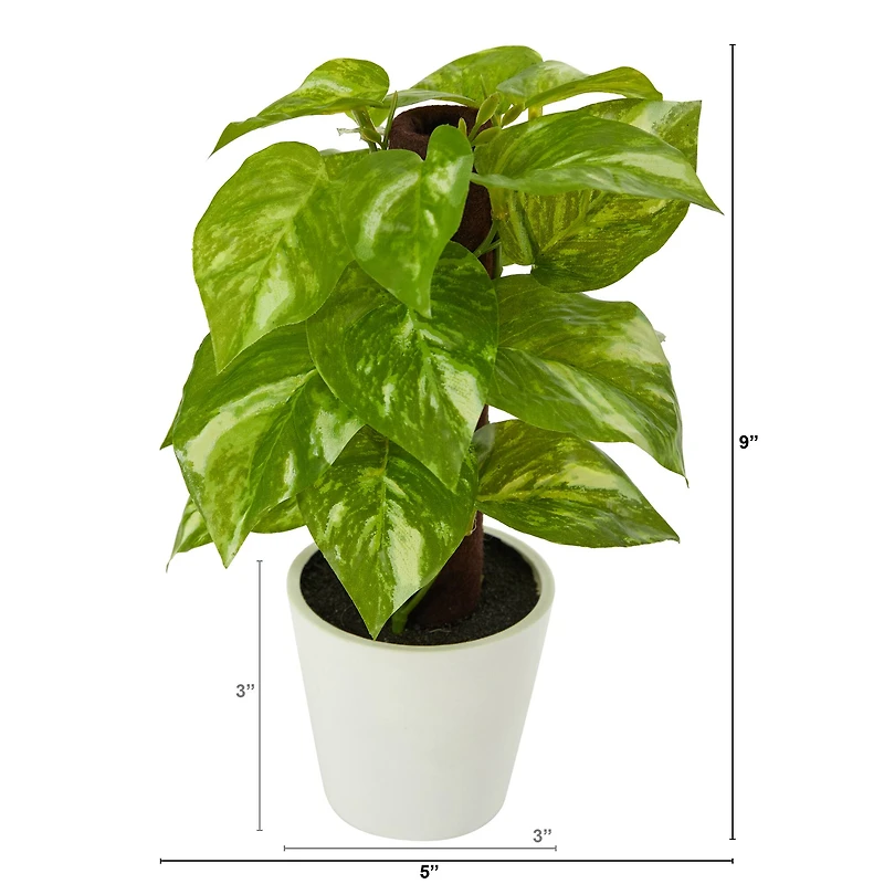 9" Pothos Plant in Decorative White Planter