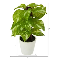 9" Pothos Plant in Decorative White Planter