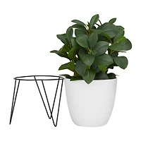 The Novogratz 17" White Contemporary Artificial Foliage