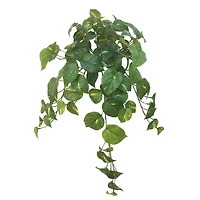 Hanging Philo Bush by Ashland®