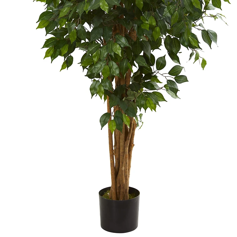 5.5ft. Potted Ficus Tree