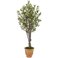 5ft. Olive Tree in Terracotta Planter