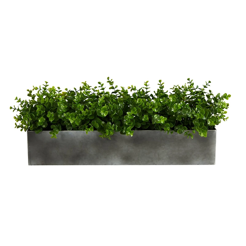 9" Potted Eucalyptus Plant