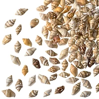 12 Pack: Shell Beads by Bead Landing™