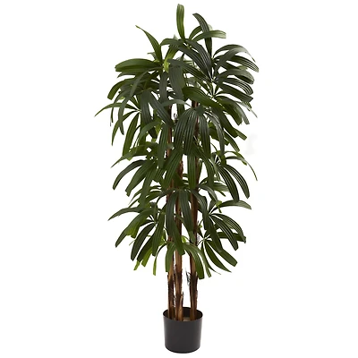 4ft. Potted Raphis Palm Tree