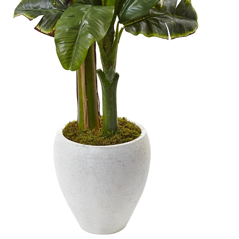 5ft. Double Stalk Banana Tree in White Planter