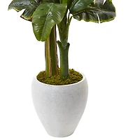 5ft. Double Stalk Banana Tree in White Planter