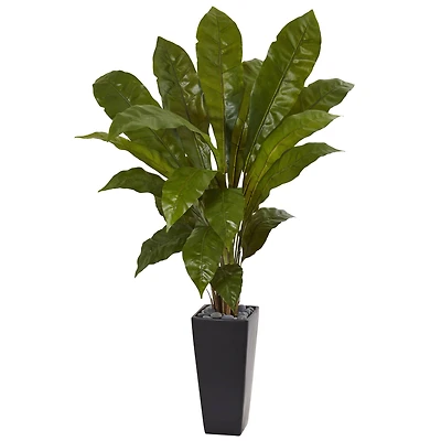 4.5ft. Birds Nest Fern in Black Tower Planter