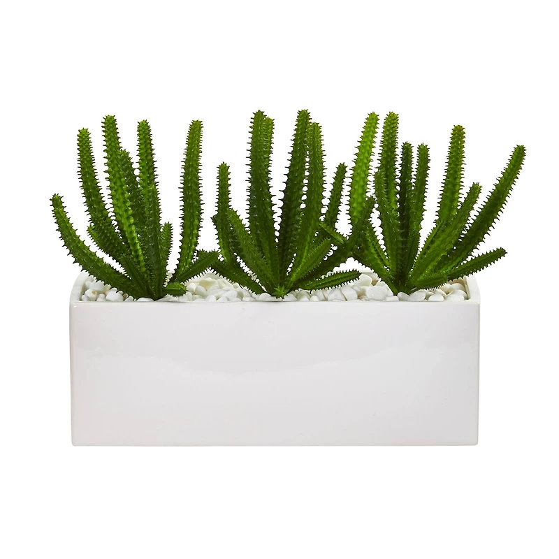9" Finger Cactus Plant in White Vase