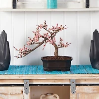 15" Potted Cherry Blossom Bonsai Silk Tree