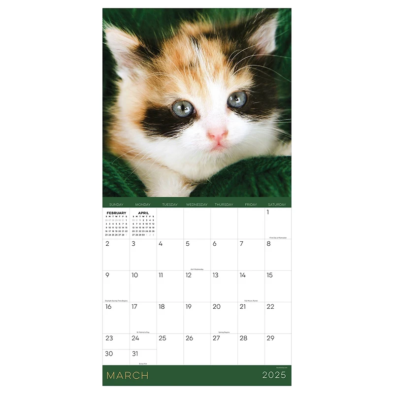 TF Publishing 2025 Kittens Wall Calendar