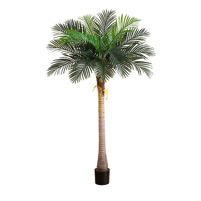 7ft. Potted Coconut Palm Tree