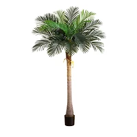 7ft. Potted Coconut Palm Tree