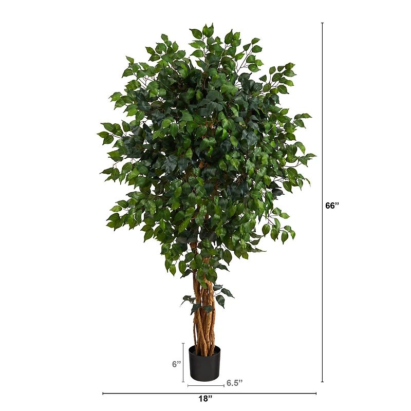 5.5ft. Potted Ficus Tree