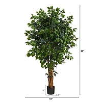 5.5ft. Potted Ficus Tree