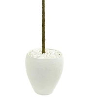 5ft. Fiddle Leaf Tree with White Planter