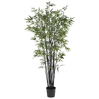 6.5ft. Potted Black Bamboo Silk Tree 