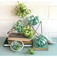 Lia Griffith Paper Stack 8.5" x 11" 24 ct. Airplants